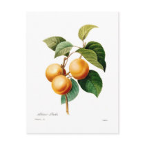 Apricot Post Cards