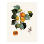 Apricot Postcards