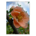 APRICOT QUINCE BLOOM cards by MAPASUE APRICOT QUINCE BLOOM cards