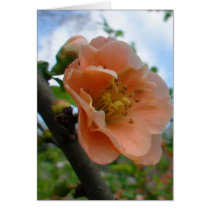 APRICOT QUINCE BLOOM cards