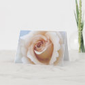 Apricot Rose Birthday Card card