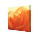 Apricot rose wrappedcanvas