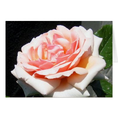 Apricot Rose Greeting Card by charlesblack7