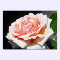 Apricot Rose cards
