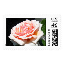 Apricot Rose postage