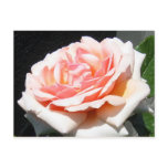 Apricot Rose Post Card