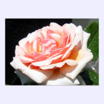 Apricot Rose posters
