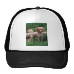 Apricot Toy Poodle stud dog Trucker Hats