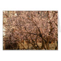 Apricot Tree in Spring cards