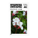 Apricot Tree Postage Stamp