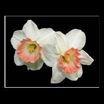 Apricot/White Jonquils/Daffodils postcards