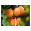 Apricots posters