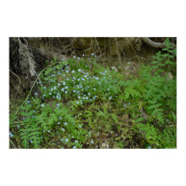April Ferns posters by Bugmaster April Ferns posters