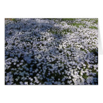 April Flowers--Card by alan_pease April Flowers--Card