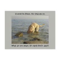 April fool's day - Goofy Labrador Post Card