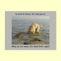 April fool's day - Goofy Labrador postcards