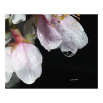 April Showers posters