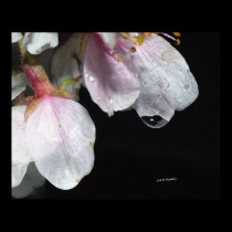 April Showers posters