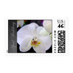 April Wedding Orchid