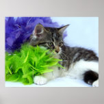April Wild Kitten Prints
