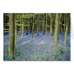 Aqua Bluebell Wood near Axford, Wiltshire, England Greeting Card