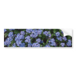 Aqua Forget-Me-Not, (Myosotis Alpestris) flowers Bumper Sticker