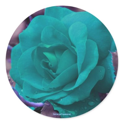 aqua rose