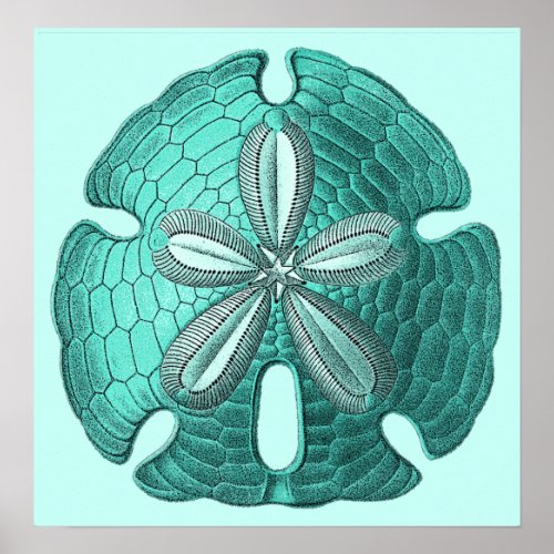 Aqua Sand Dollar Poster Print print