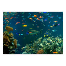 Aquarium Business Cards Template