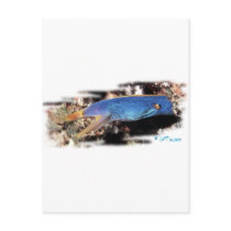 Aquarium Collection by FishTs.com Postcards