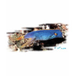 Aquarium Collection by FishTs.com