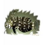 Aquarium Collection by FishTs.com