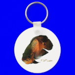 Aquarium Fish Collection by FishTs.com