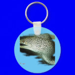 Aquarium Fish Collection by FishTs.com