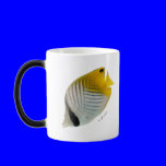 Aquarium Fish Collection by FishTs.com