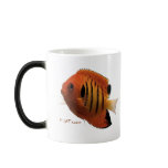 Aquarium Fish Collection by FishTs.com