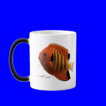 Aquarium Fish Collection by FishTs.com