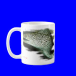 Aquarium Fish Collection by FishTs.com