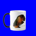 Aquarium Fish Collection by FishTs.com