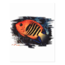Aquarium Fish Collection by FishTs.com Postcards