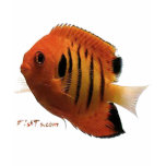 Aquarium Fish Collection by FishTs.com