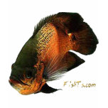 Aquarium Fish Collection by FishTs.com