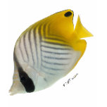 Aquarium Fish Collection by FishTs.com