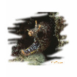 Aquarium Fish Collection by FishTs.com