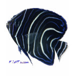 Aquarium Fish Collection by FishTs.com