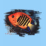 Aquarium Fish Collection by FishTs.com T Shirts