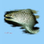 Aquarium Fish Collection by FishTs.com Tshirts
