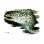 Aquarium Fish Collection by FishTs.com