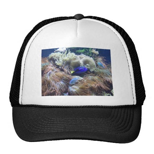 Aquarium Fish Photo Trucker Hat Zazzle