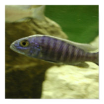 aquarium-fish posters by undefined aquarium-fish posters